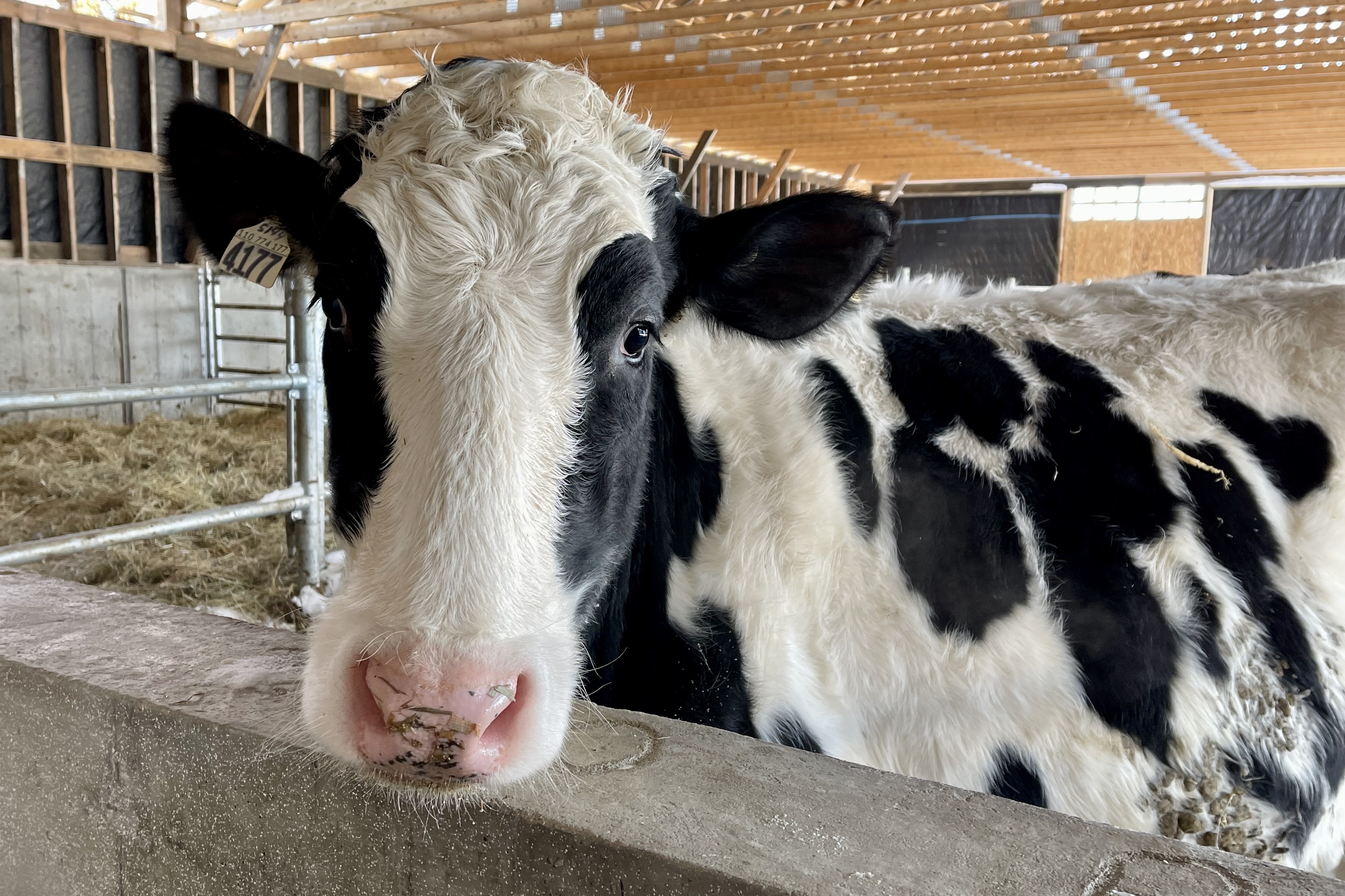 2022 janvier 23 ste- Anne-de-sorel grange Facebook défi no 4 noir et blanc